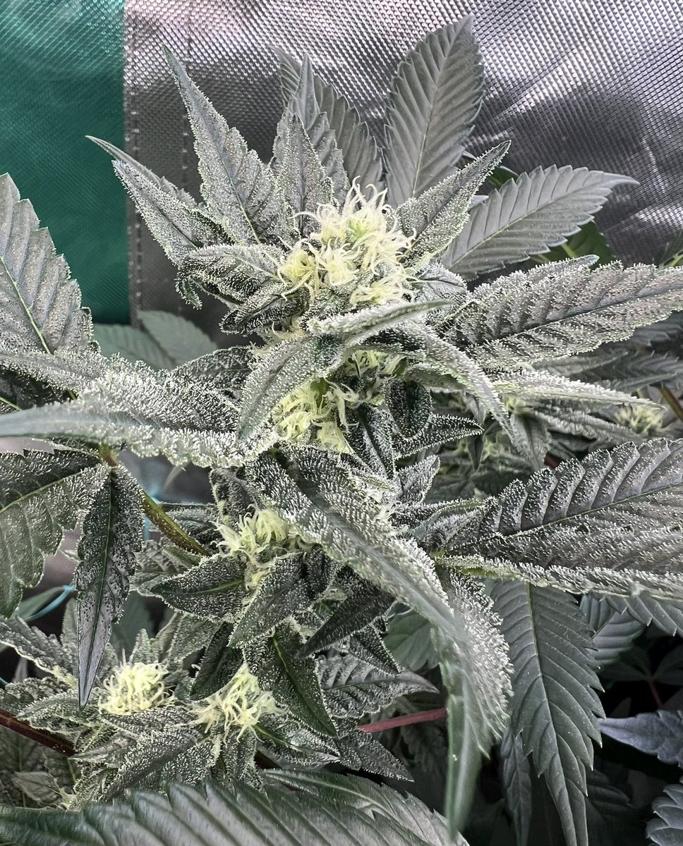 🖍️Permanent Chimera, pheno 2 I found in a pack. This one's in mid-flower, inside the 'grow bag'. Growing in ProMix hp, using Athena Pro @ 1.4 EC adding Calmag (Athena CaMg) @ 15ml/gal #thehunt #michigan #gavita #AthenaPro #promix @beleafcannabiss @JBeezySJG