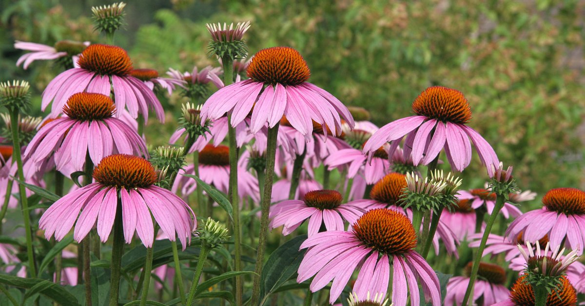 Support Kentucky wildlife by planting native species in your garden. Check out Oak Grove's top 5 native plants that are not only beautiful but also beneficial for local fauna!
#OakGroveKY #Kentucky #KentuckyStrong #Community #FtCampbell

bit.ly/3LGWclo