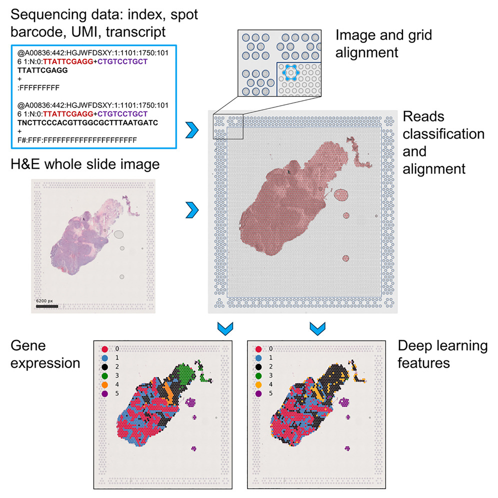 📘 New in @CellRepMethods, 'Nextflow pipeline for Visium and H&E data from patient-derived xenograft samples' with Sergii Domanskyi, Anuj Srivastava, Jill Rubinstein & @jeffgenome: bit.ly/4dAduN5 #jaxresearch