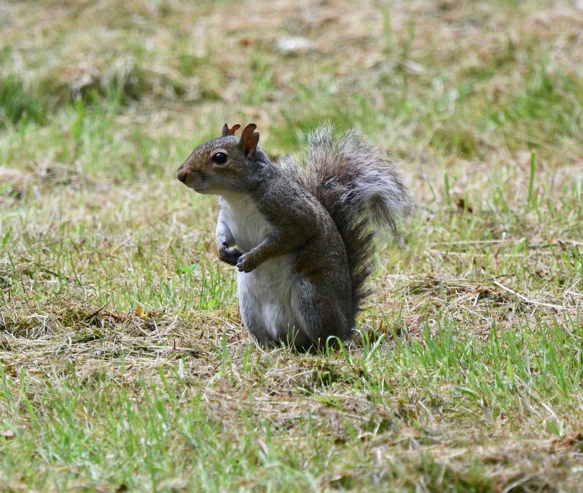 Grey squirrel in #woodlandgardens #bushypark @theroyalparks #squirrel #Nikon . Look at his ears, must have been in the wars!