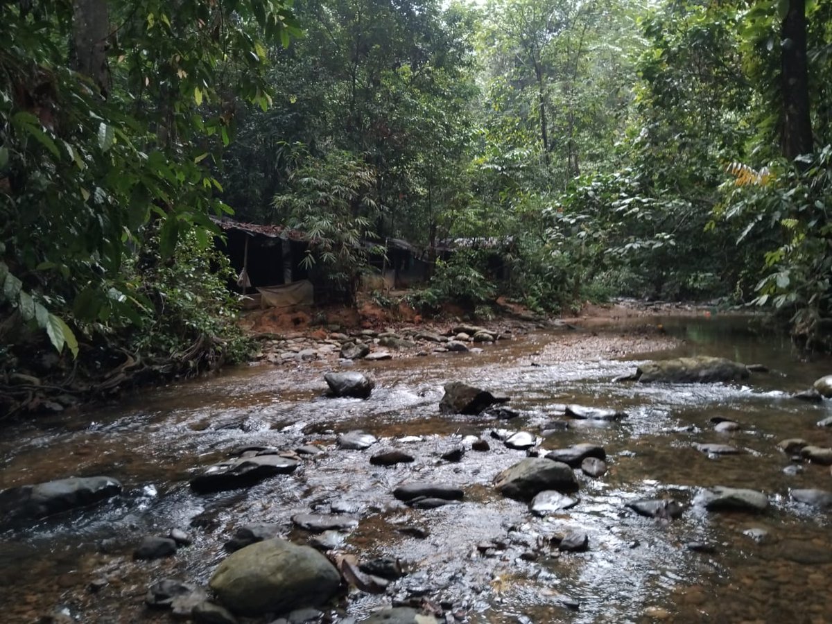 A trip to the Sumatran Jungle to digest a one to remember #ismrm2024 week.. what an amazing place! The animal sounds were so loud at night, like a jungle concert. 
.. and yes, I did meet the Orangutan! 🦧 🐒