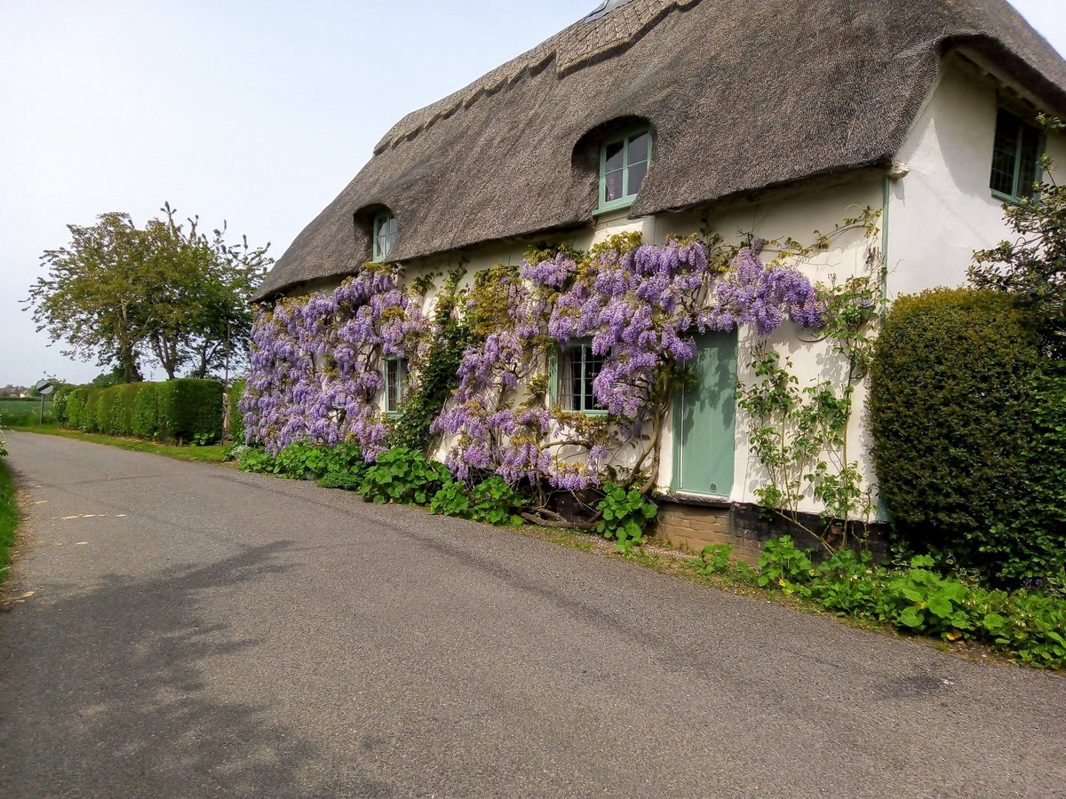 A Suffolk cottage draped in wisteria