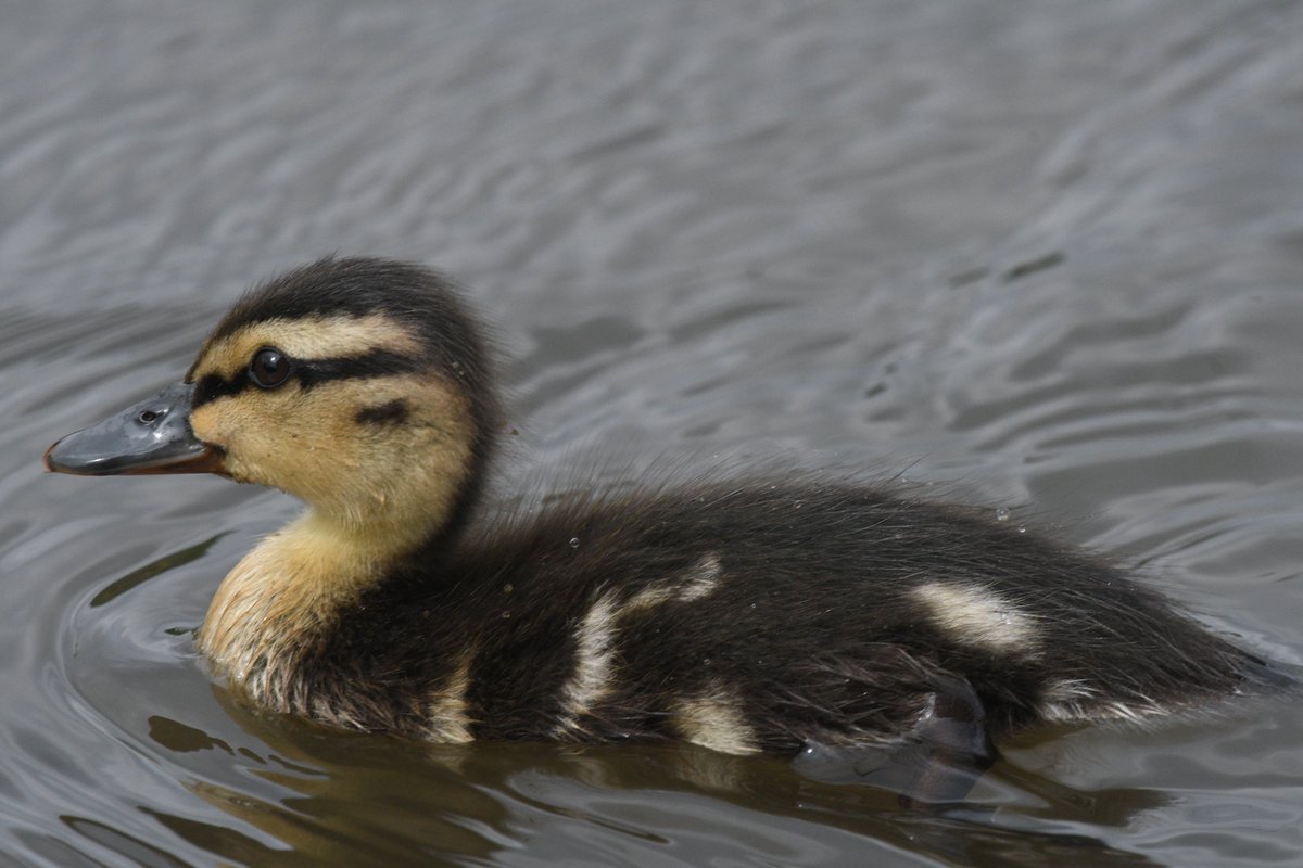 Mallard duckling in #bushypark @theroyalparks yesterday. #ducks #Nikon