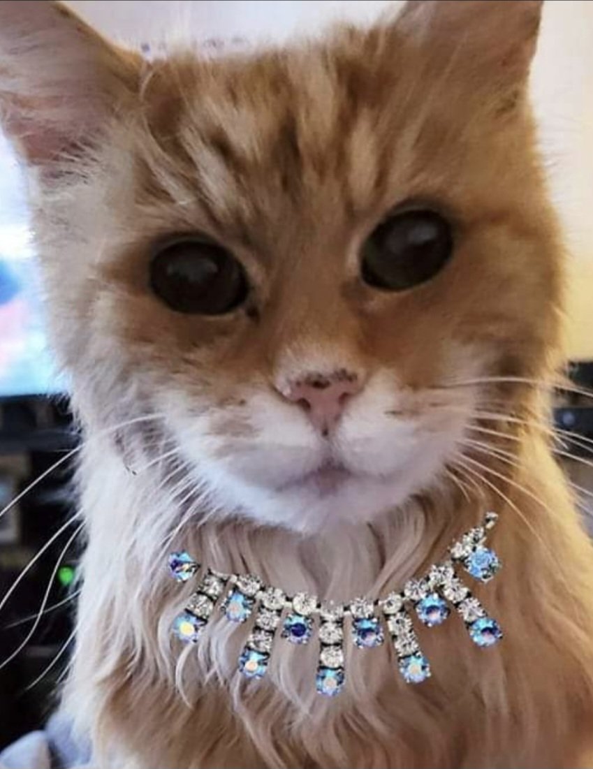 'Ooo look at me all fancy pants in me bling!!! 50 % off everything at redsjewels.co.uk  !!! Xxx' ❤️❤️ #Billcat #cats #CatsOfTwitter #CatsOnTwitter #CatsOfX #CatsOnX #CatsAreFamily #Hedgewatch #jewellery #jewelry