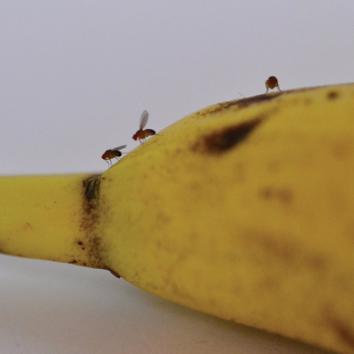 JTEatonCompany's tweet image. Fruit flies can use air currents to fly considerable distances and enter buildings through open doors, windows, or anywhere screening is not effective.

#FruitFlyControl #FruitFlySolution #PestControl