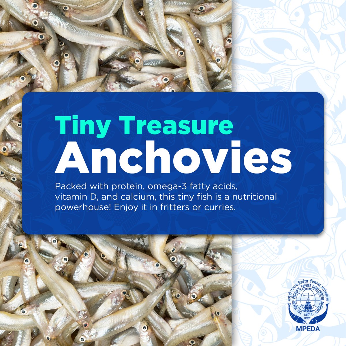 Tiny but mighty! The power of anchovies, a tiny fish with a big nutritional punch! It is packed with protein, omega-3s, vitamin D, & calcium and's perfect for fritters or curries. #aquaculture #seafood #indianseafood #export