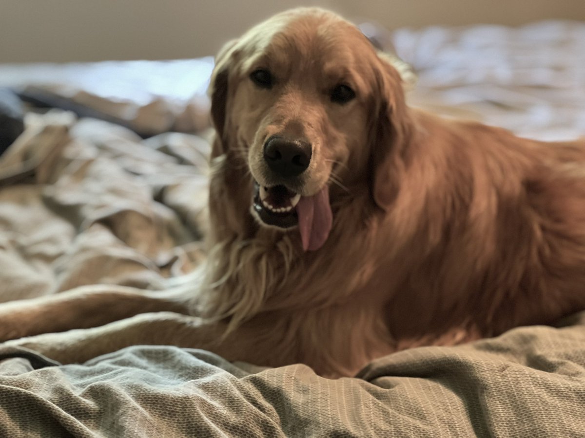 Sidewinder, noun (side· wind· er) 1. a severe swinging blow from the side. 2. a rattlesnake, Crotalus cerastes. 3. Miss Idgie on #TongueOutTuesday! ROTFB!! 😂