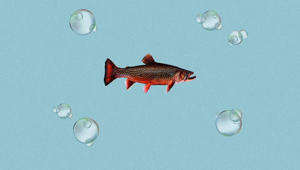 APS member Timothy Clarks shares his thoughts about fish size and #ClimateChange in 'Fish are shrinking around the world. Here’s why scientists are worried.': wapo.st/3WvxBFS via @washingtonpost #ISpyPhysiology
