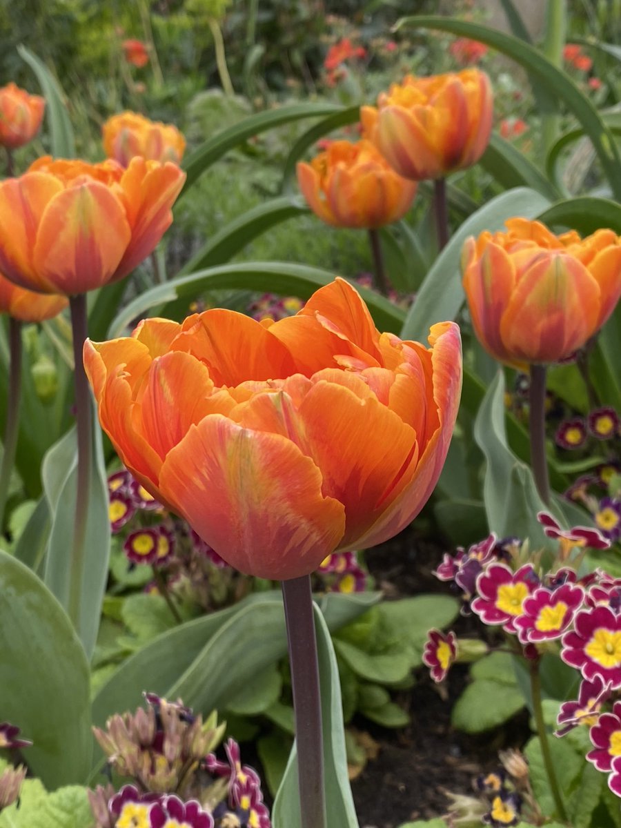Happy #TulipTuesday from Kew Gardens with some bonus primrose in the corner. #gardening #tulips