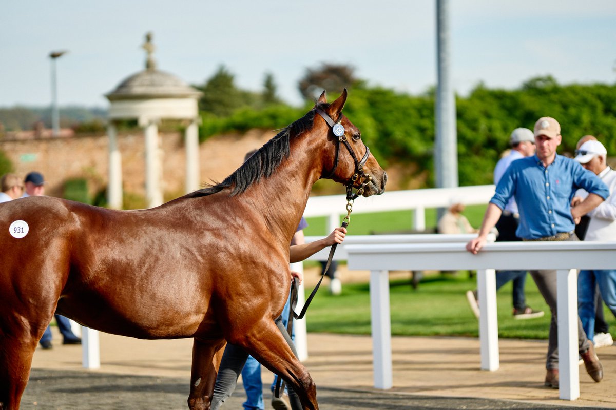 ⚠️Entries close tomorrow for the @tattersalls1766 July Sale💰 ☎️Contact the team for consignment services or entry assistance: stallions@nationalstud.co.uk | 01638 675 929 #NSservices #NSconsignment #Tattersalls #JulySale