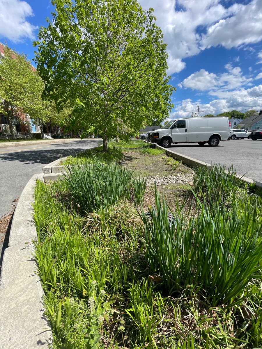 We ❤️ when springtime blooms in #Boston #greeninfrastructure! Check out the GI at the @bostonschools Sumner Upper School in #Roslindale. This site has the largest public bioretention area in the city, a subsurface infiltration area, 5 stormwater tree pits, and bioswales!