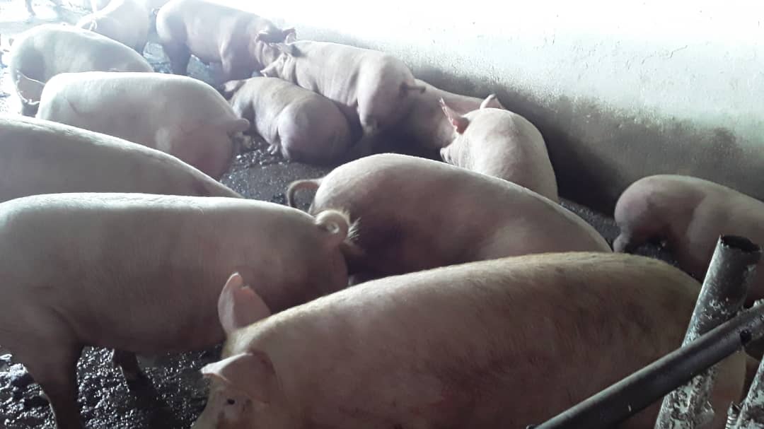 Compra de cerdo a MIPYME ESTATAL Porcina de Placetas .Buscando alternativas para producir Empresa Cárnica SanctiSpiritus