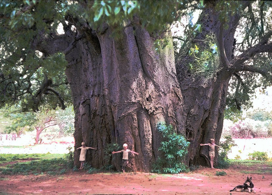 3/n Not my photo, but a photo my father took of two of my brothers and me, around a baobab tree. I'm the tallest one, right side. #ThickTrunkTuesday