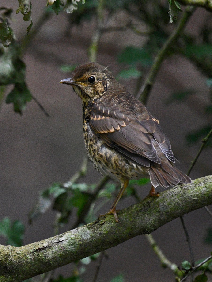 Not sure if this is a juvie thrush, or blackbird. Any ideas? #woodlandgardens #bushypark @theroyalparks #birdphotography #Nikon