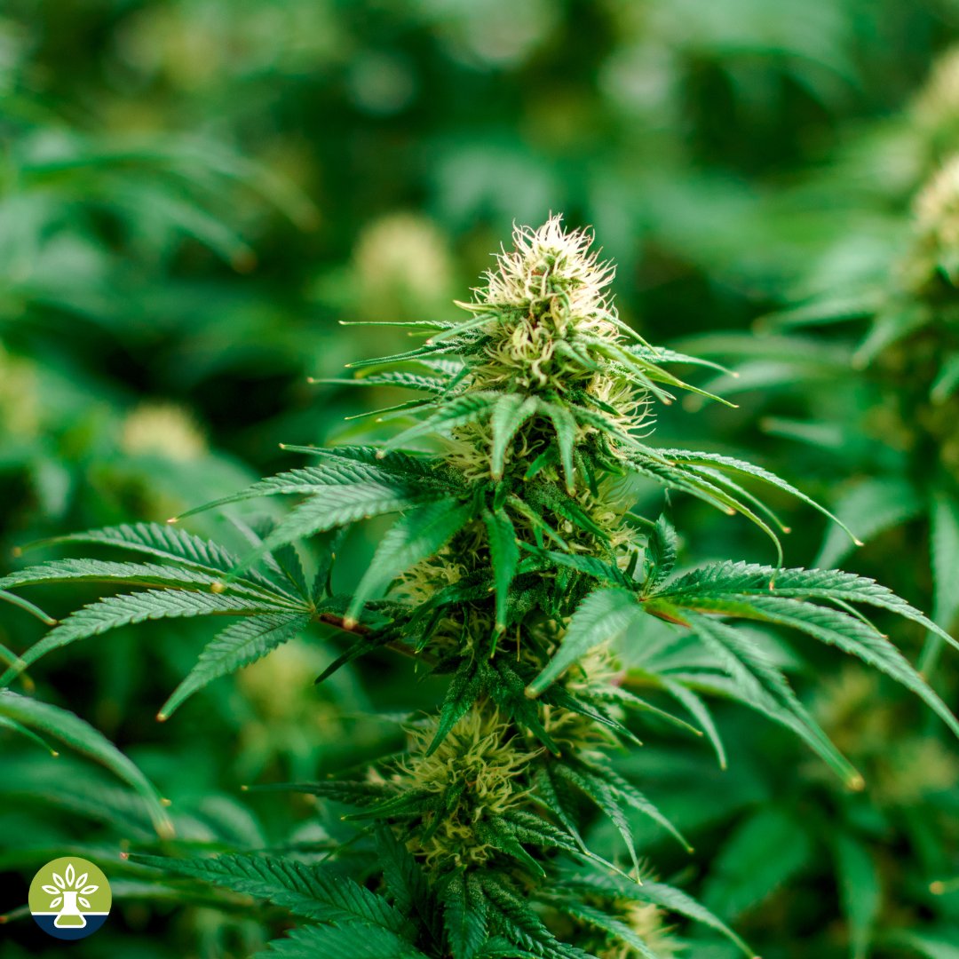 MoCannTesting's tweet photo. Mycotoxins are highly toxic chemical byproducts from fungi commonly found in crops. As very small quantities are capable of causing disease state and/or death, the control of mycotoxins is a critical testing requirement of Cannabis testing. https://t.co/QQPvC1Two7