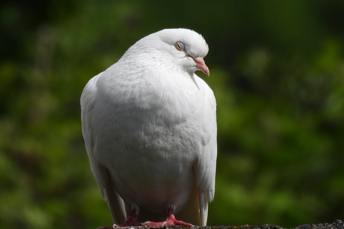 Pure White Dove/Pigeon at Aberavon. S Wales. Snoozing.