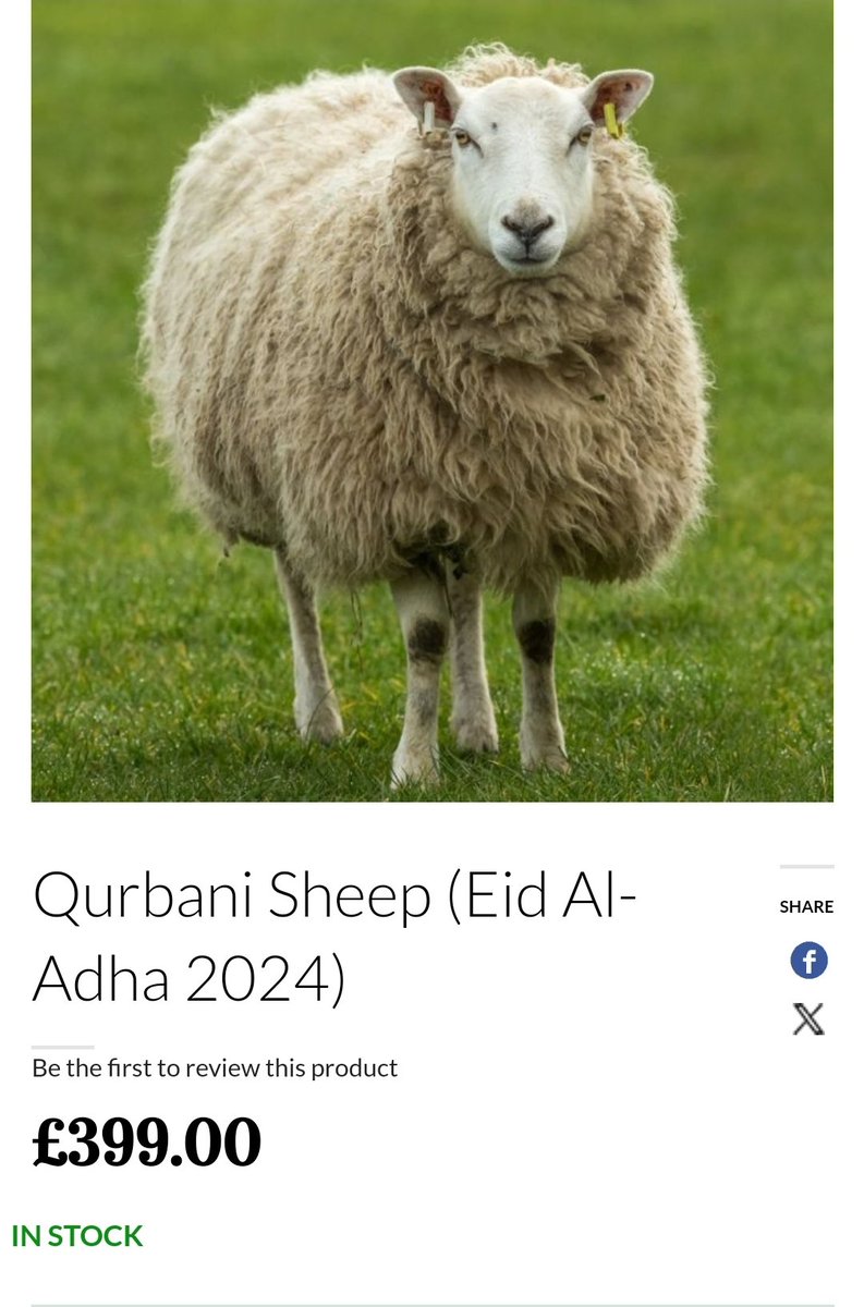 I do like to keep you posted on Halal market forces. The next festival is on the 16th of June. Another retailer has just published their prices, Qurbani sheep will be going for £399 per carcass. Yes, you read it right.