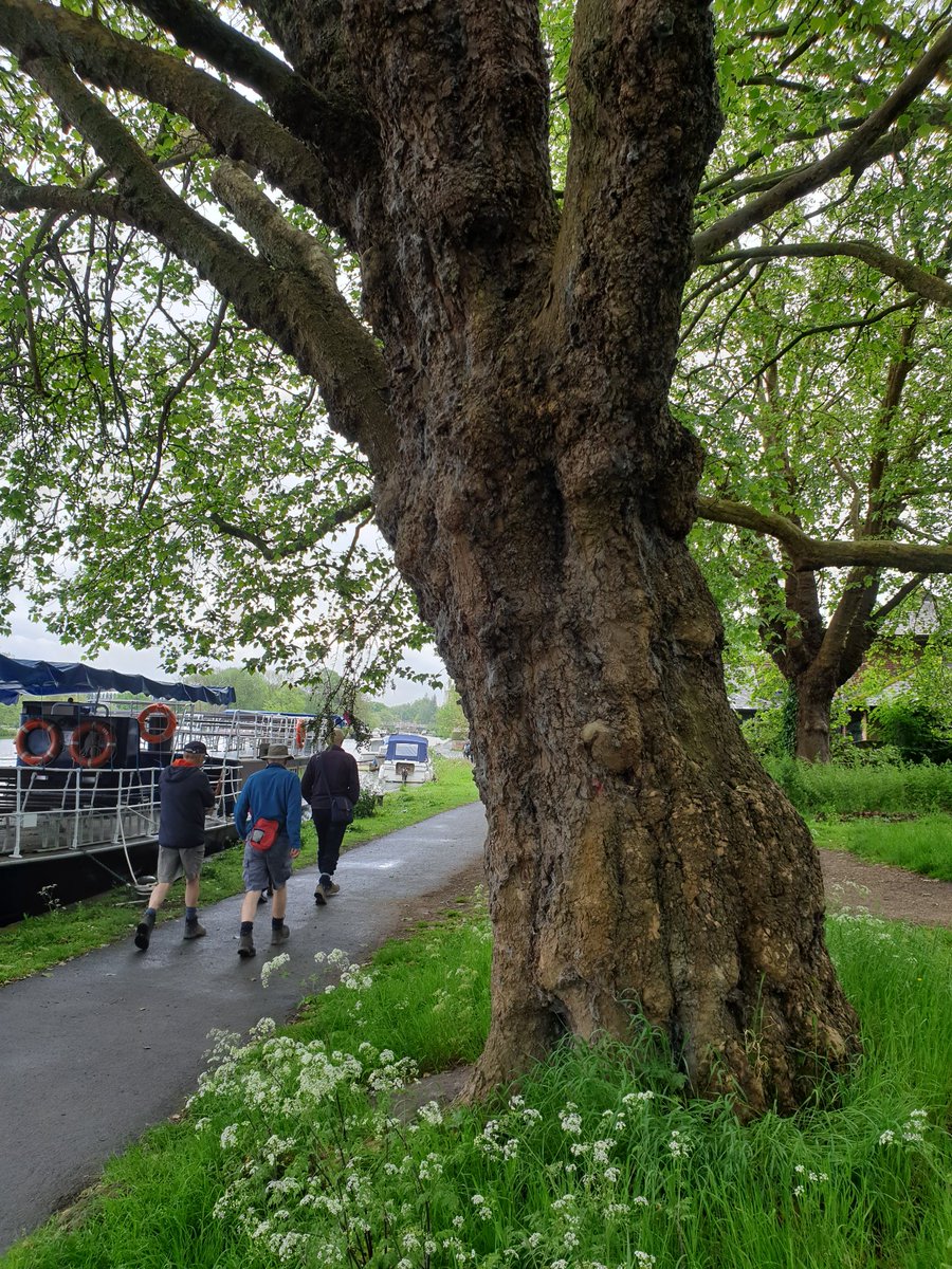 One of the lovely Plane trees beside the River Thames we walked past on this morning's #ReadingWalksFest sociable walk to Shiplake. #thicktrunktuesday @TiCLme @liv