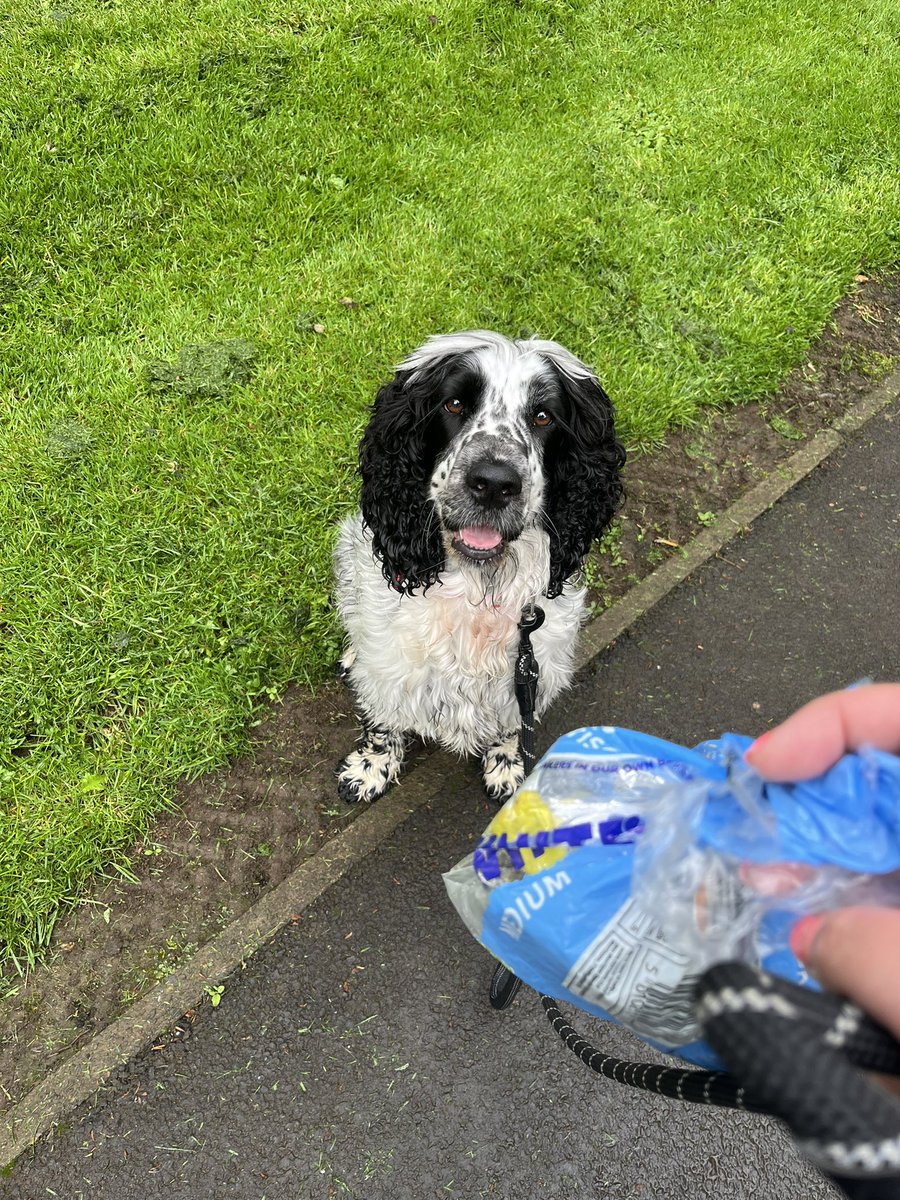 A quick lunchtime walk round the block with my gal Ginny… 

… And a quick (and very tiny) litter pick in our local area @pawsonplastic 🐾
