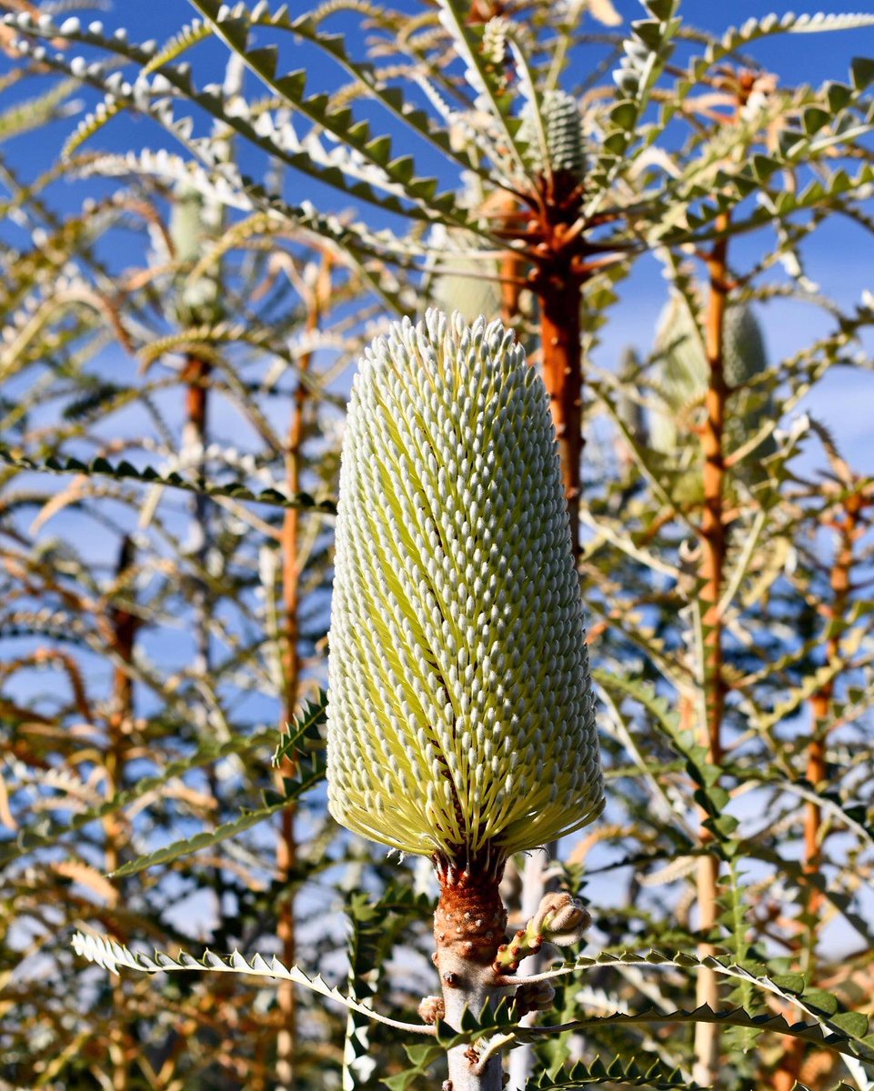 #Speciosa or #Showy #Banksia . As the name “Showy” suggests, this large shrub or “tree” puts on quite a display with its long, green cylindrical spikes and leathery, saw-tooth leaves that fan out in a circular pattern from each flower’s base. 🍃💚🌿 #inspiredbynature #cagrown