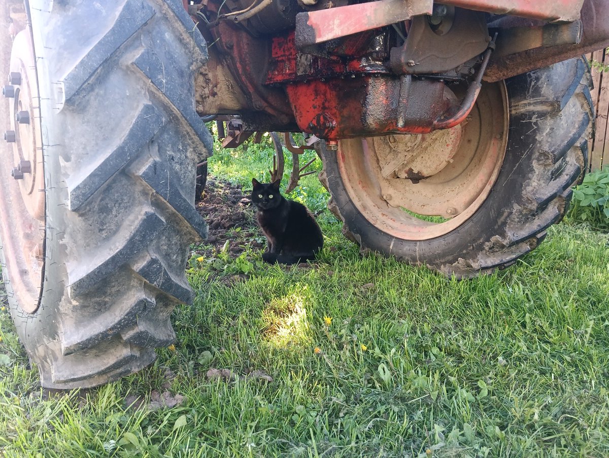 Melnim pienākusi kartupeļu stādīšana talka. Melnim protams pats atbildīgais darbs , visus kontrolēt un uzmanīt. Un pieskatīt lai neviens neslinko. Ņau
P.S. Melnis pašlaik pārbauda vai traktoram viss kārtībā.