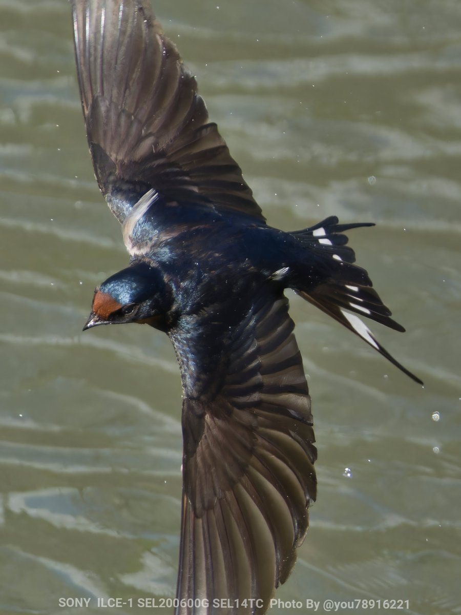 5/15

おはようございます

週の真ん中

適当にやり過ごしましょう

#ツバメ #SonyAlpha
#α1 #swallow