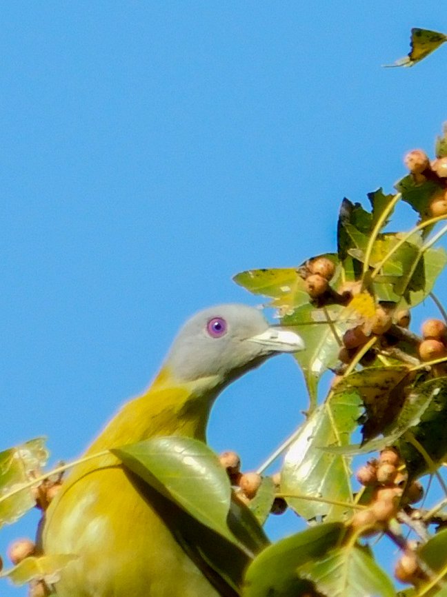 Yellow footed green pigeon 
#TwitterNatureCommunity #IndiAves #NaturePhotography #BBCWildlifePOTD #NatureBeauty #BirdsOfTwitter #Birds2024