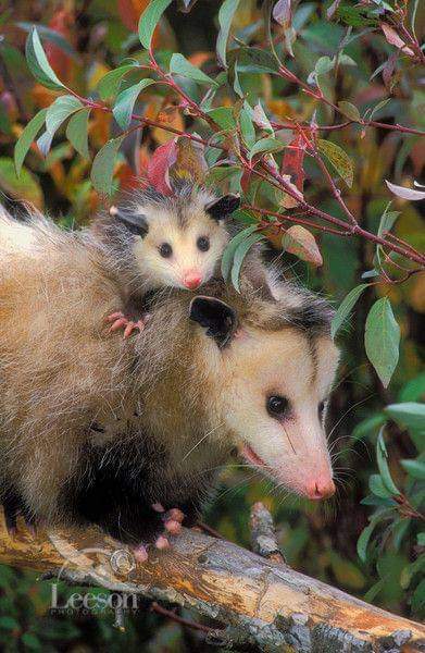 opossumly (@maybeopossum) on Twitter photo 2024-05-14 13:15:40