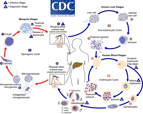 lifeofamedtech's tweet photo. Uso na talaga life cycle sa MicroPara sa BE

Source: CDC https://t.co/7oJXIda6fW