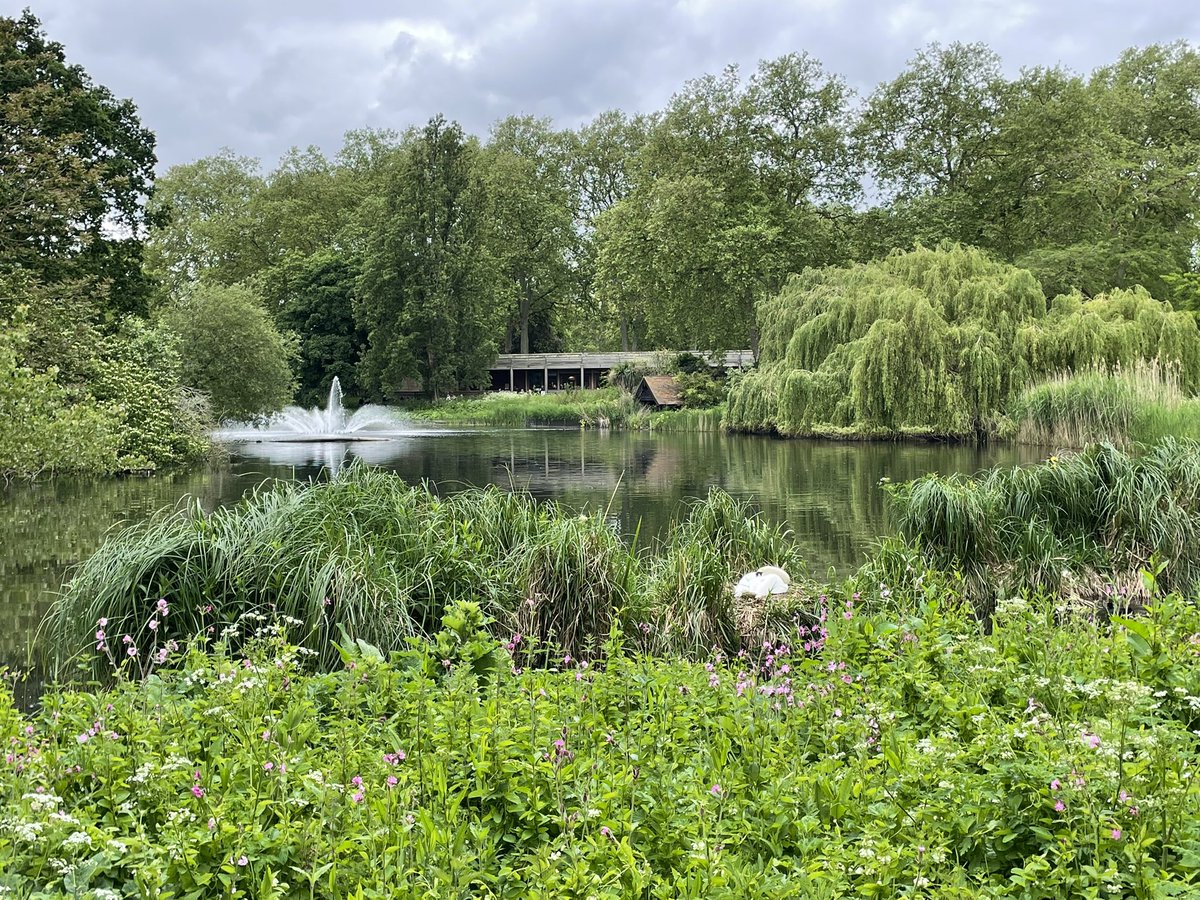 Spot the nesting swan! Can you believe this is right in the heart of central London?!