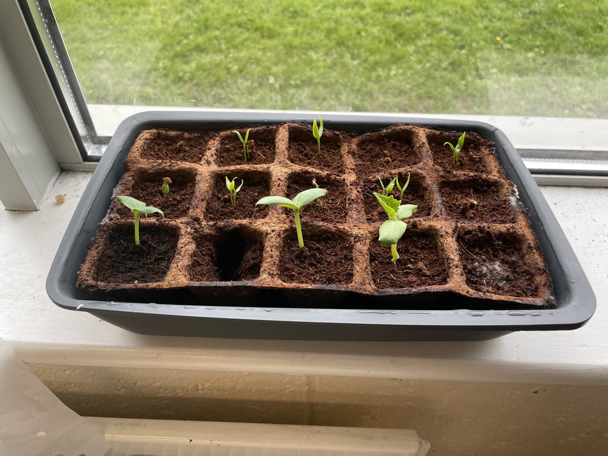 Great progress in the garden as the warm weather has warmed the soil. Ms McCarthy’s class were out in the garden transferring all their plants this week. Thanks to Food Dudes for the lovely planters @fooddudes.ie  @bordbia