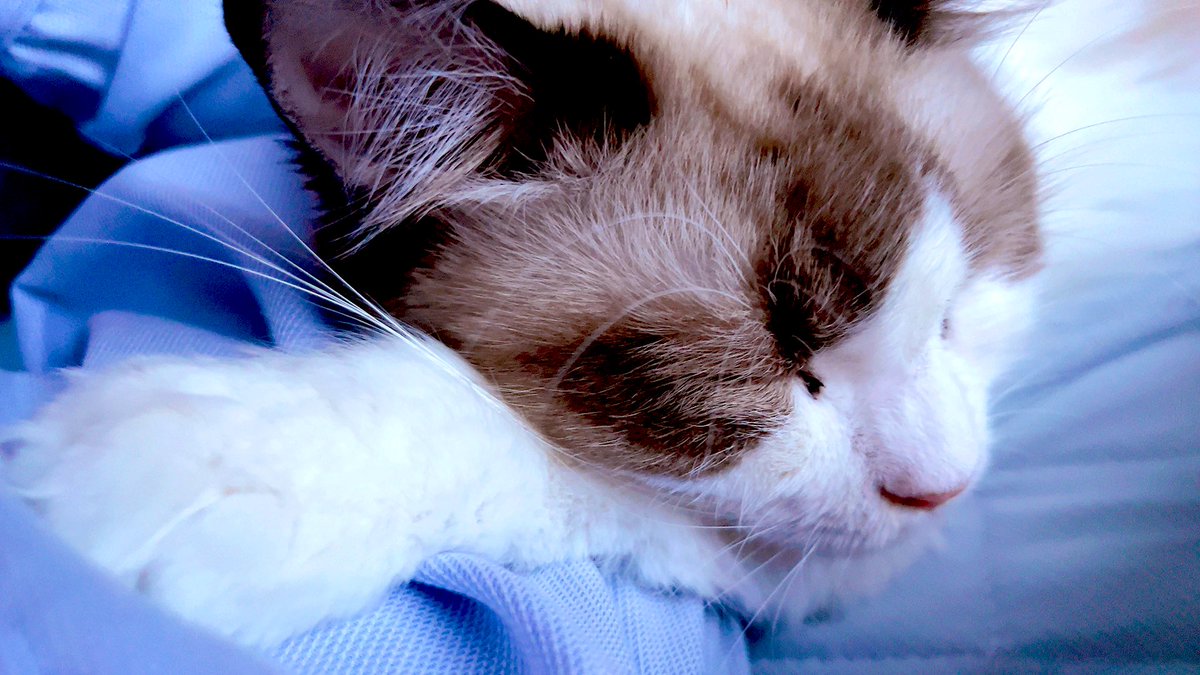 tak_mizushima's tweet photo. 今日もたくさん遊んだね、おやすみ。
#ラグドール
#甘えた猫ちゃんねる
#猫
#ネコ
#ねこ
#猫好きさんと繋がりたい
#猫のいるくらし
#猫のいる生活
#猫のいる幸せ #cat #cats
#catlover #catlite https://t.co/ikLrdRqXGZ