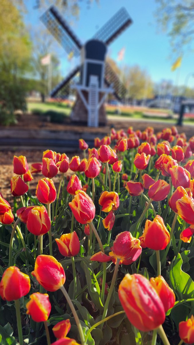 Tulip season is here..... The Orange City Tulip Festival in Iowa is going strong this week and runs through the weekend. It's always the third weekend in May.

#MWTravel #ThisIsIowa #100ThingsIowa