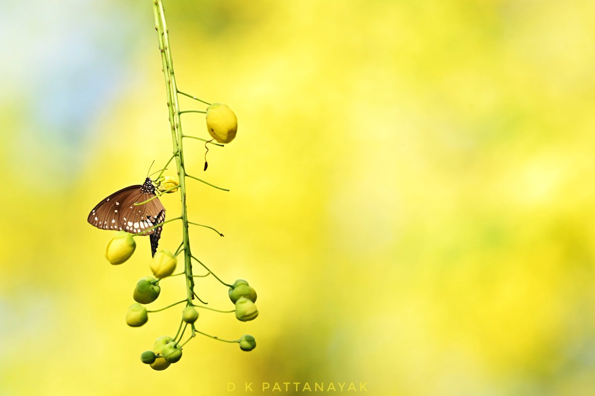 #TitliTuesday
Common Crow (Euploea core) butterfly at rest on an Indian laburnum (Cassia fistula) tree. The background is a grove of the same trees in full bloom. Photographed today morning in a city park.
#IndiAves #ThePhotoHour #BBCWildlifePOTD #natgeoindia