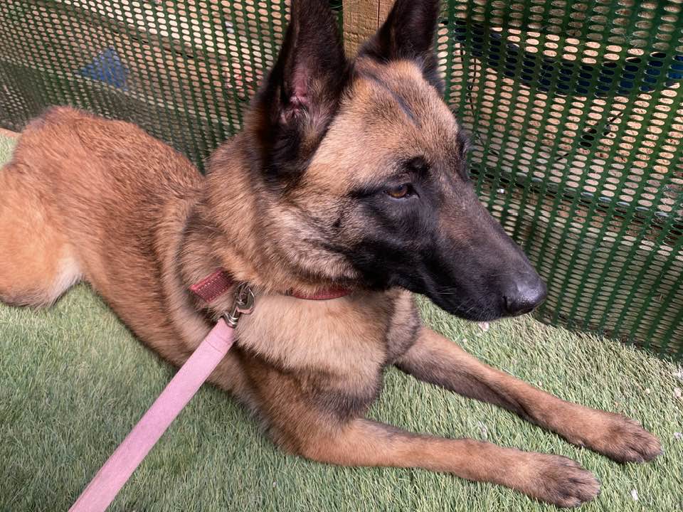 Polly is 3yrs old and she came to us after the Police seized her from a Nasty Man, Polly is a sweet but cautious girl who can live with older kids but will need a patient home to give her time to trust #dogs #GermanShepherd #Cornwall gsrelite.co.uk/polly/