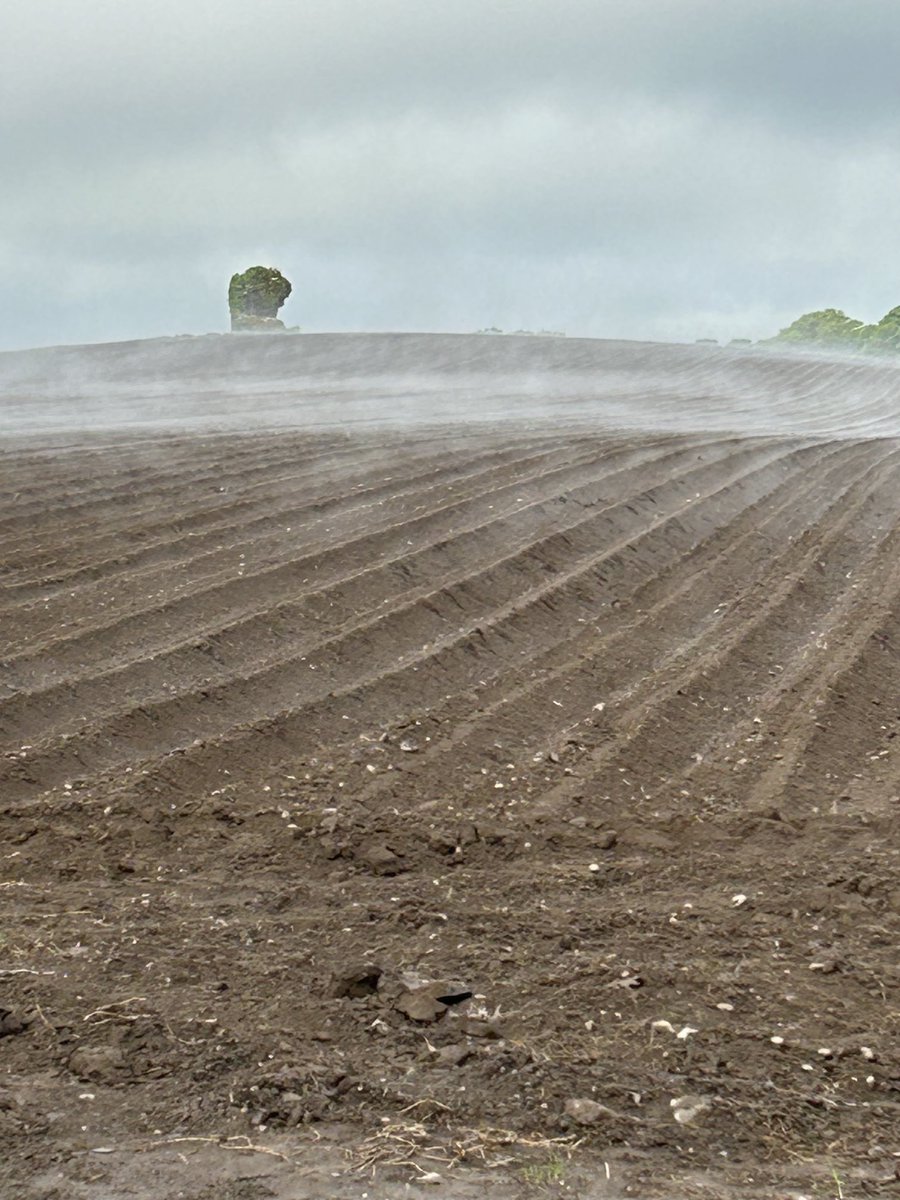 The seeds are in the soil and after yesterday’s rain and with today’s heat it starting to #steam.
