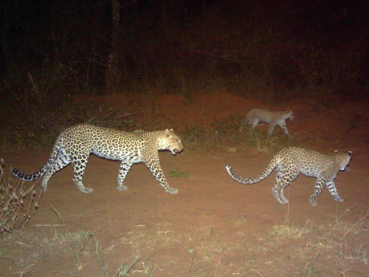 In 2023, 286 camera traps were deployed across various locations across the park to monitor wildlife activity. This comprehensive effort resulted in documenting 93,643 unique capture events involving a diverse array of 43 species inhabiting the park.
#CameraTrapTuesday