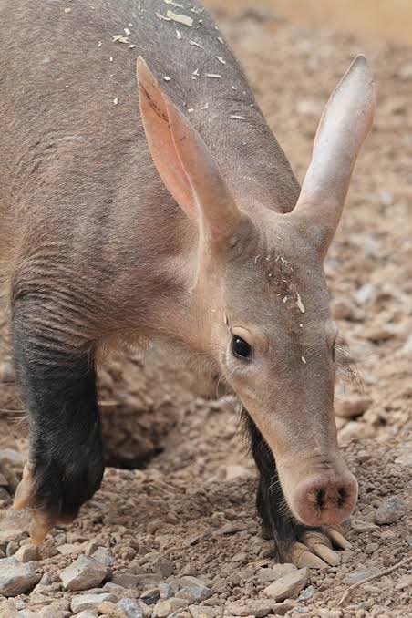 ピグレットって豚っぽくないなぁと思ってたけど、まさかツチブタなんか