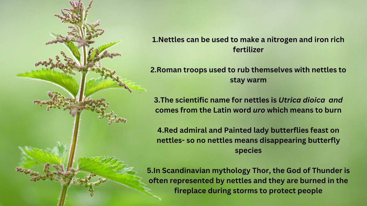 Be Nice to Nettles Week #benicetonettles #nettles Here are our top five facts about nettles 🌿🌿🌿🌿