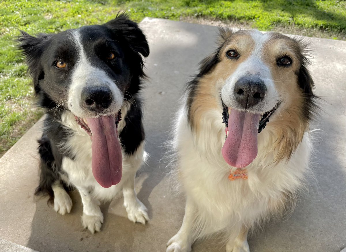 Double #TongueOutTuesday! 
#dogsoftwitter #dogsofx #BFFs