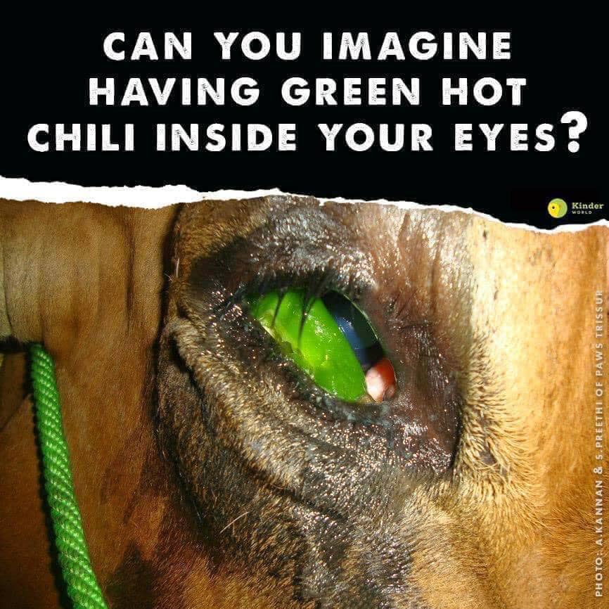 This photo shows a cow transported from Tamil Nadul Kerala, India. Hot burning chili was put inside the eyes of the cows on this transport to prevent them from sitting on the truck and taking “too much space”.
