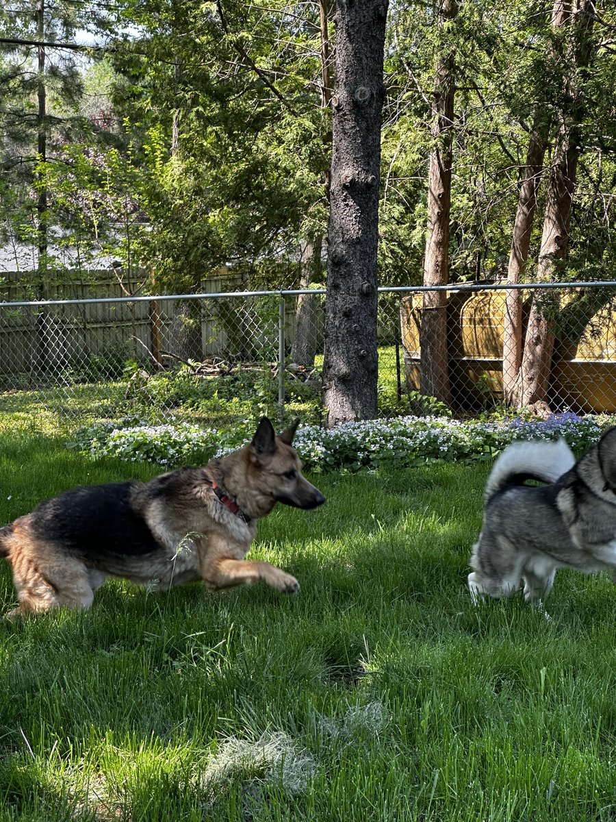 EuroEclipse's tweet image. Pics from my latest adventure.
Downtown in MN, northern lights, house by a lake, and my GSD playing with a new friend.