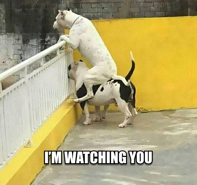 dogswithnodes's tweet photo. Observing how our new @eigencloud dashboard is getting ready. Seems, the next week is going to be hot! 🥳 https://t.co/5ZWGqfT8aS