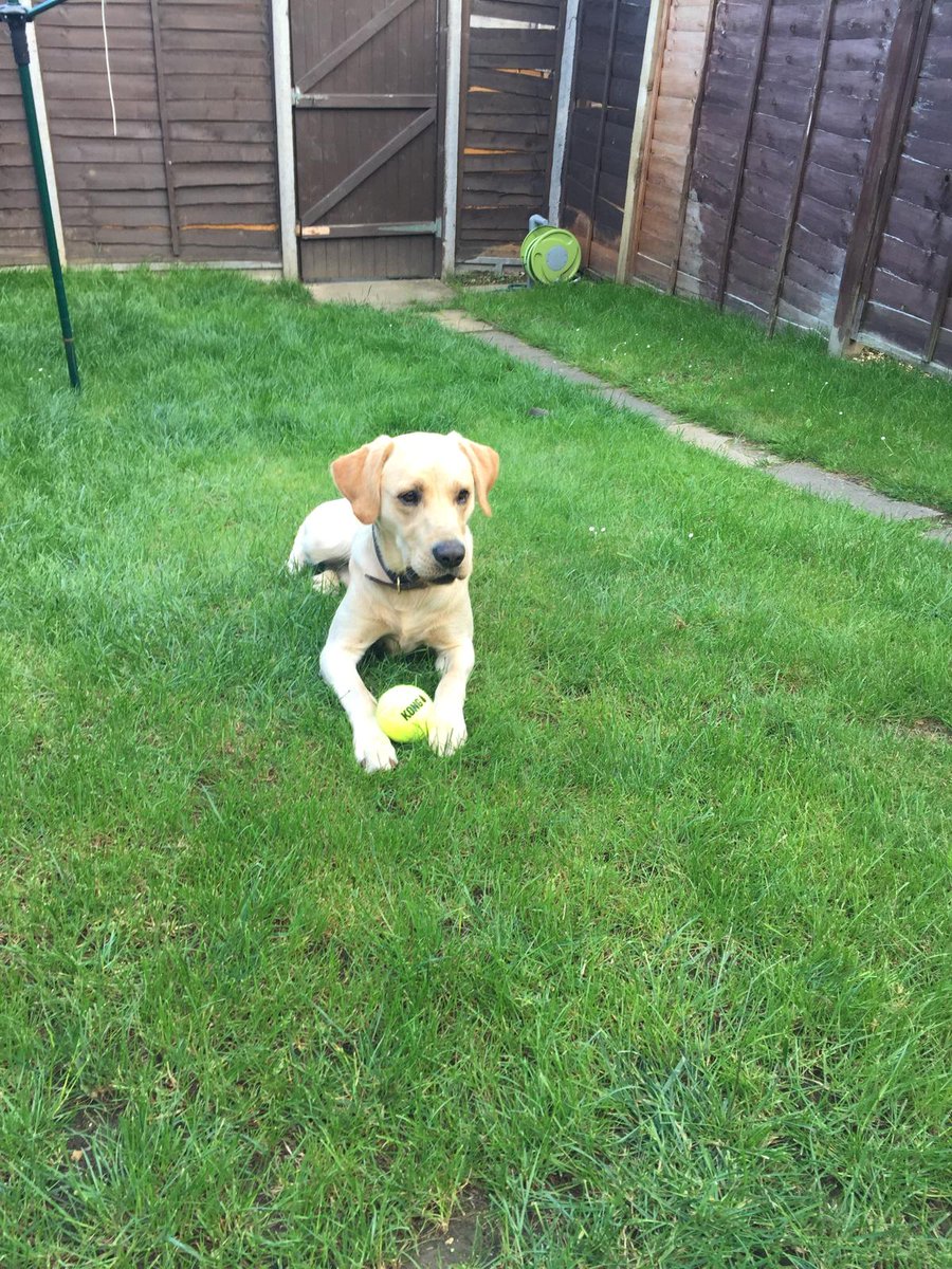 George Mills tweet media