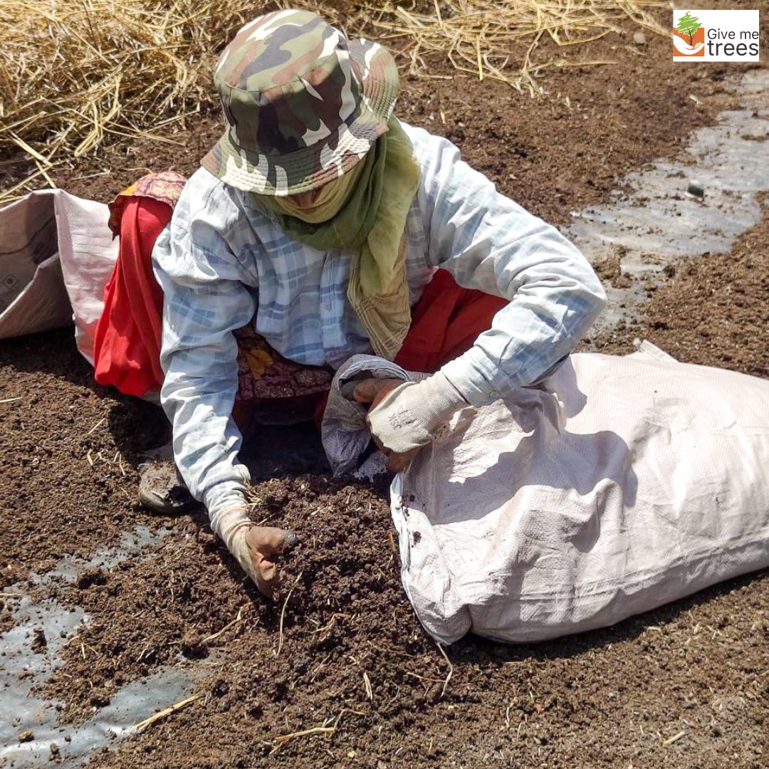Give Me Trees Trust runs a successful vermicompost site that not only promotes sustainable agriculture but is also empowered by women. These women are the backbone of the process, turning organic waste into nutrient-dense compost through their unwavering commitment.