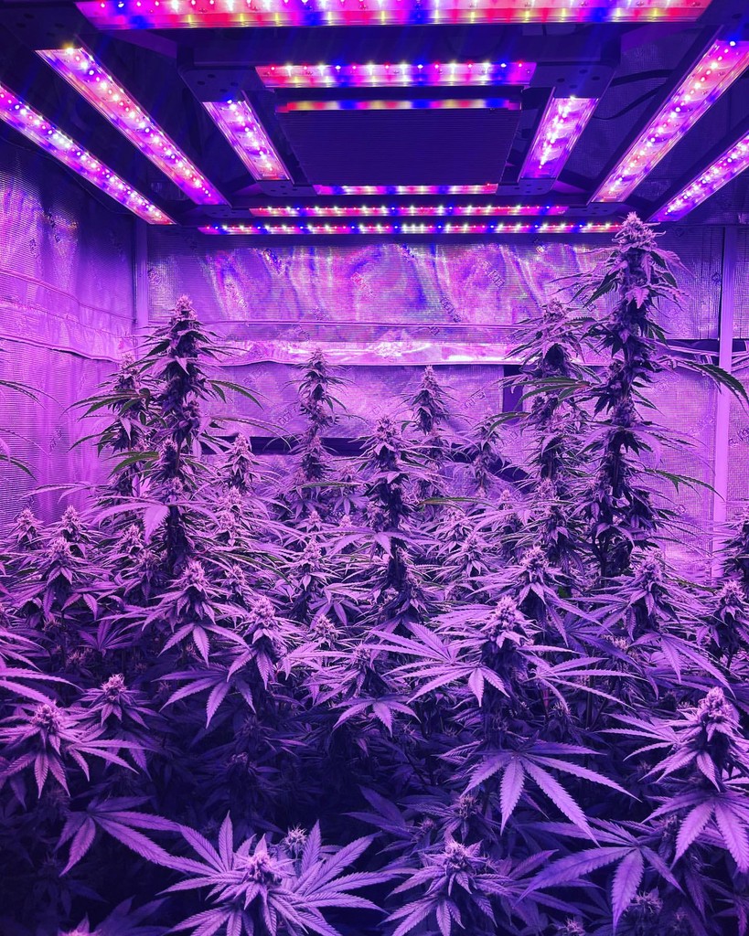 🔦 Spotlight on Excellence! Meet @goldtoothgang who’s raising the bar with the X². Check out their lush, thriving garden, all thanks to the precise, powerful performance of our X² grow light. 🌱 Grown with X² @KindLEDGrowlights 🛒 Shop KIND: bit.ly/KINDLED