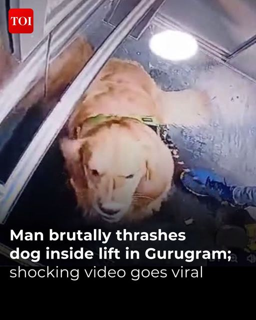 A disturbing footage of a man, believed to be a dog walker, repeatedly thrashing a Golden Retriever inside #Gurugram apartment's elevator is going viral on social media. Watch video: toi.in/V9Un2b