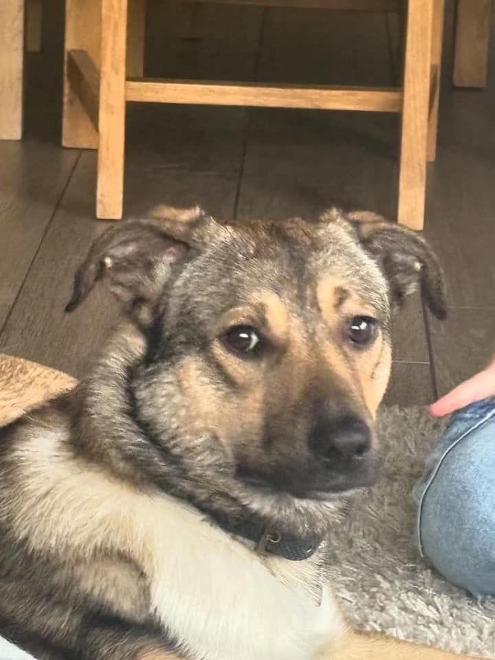LORCA is in kennels in #Immingham and is looking for his forever family
This beautiful boy arrived a few months ago, he  is only 11 mths old and is looking for his forever home He  will be a smaller medium size dog when grown
#Lincolnshire #Scunthorpe #Grimsby #York #Blackpool