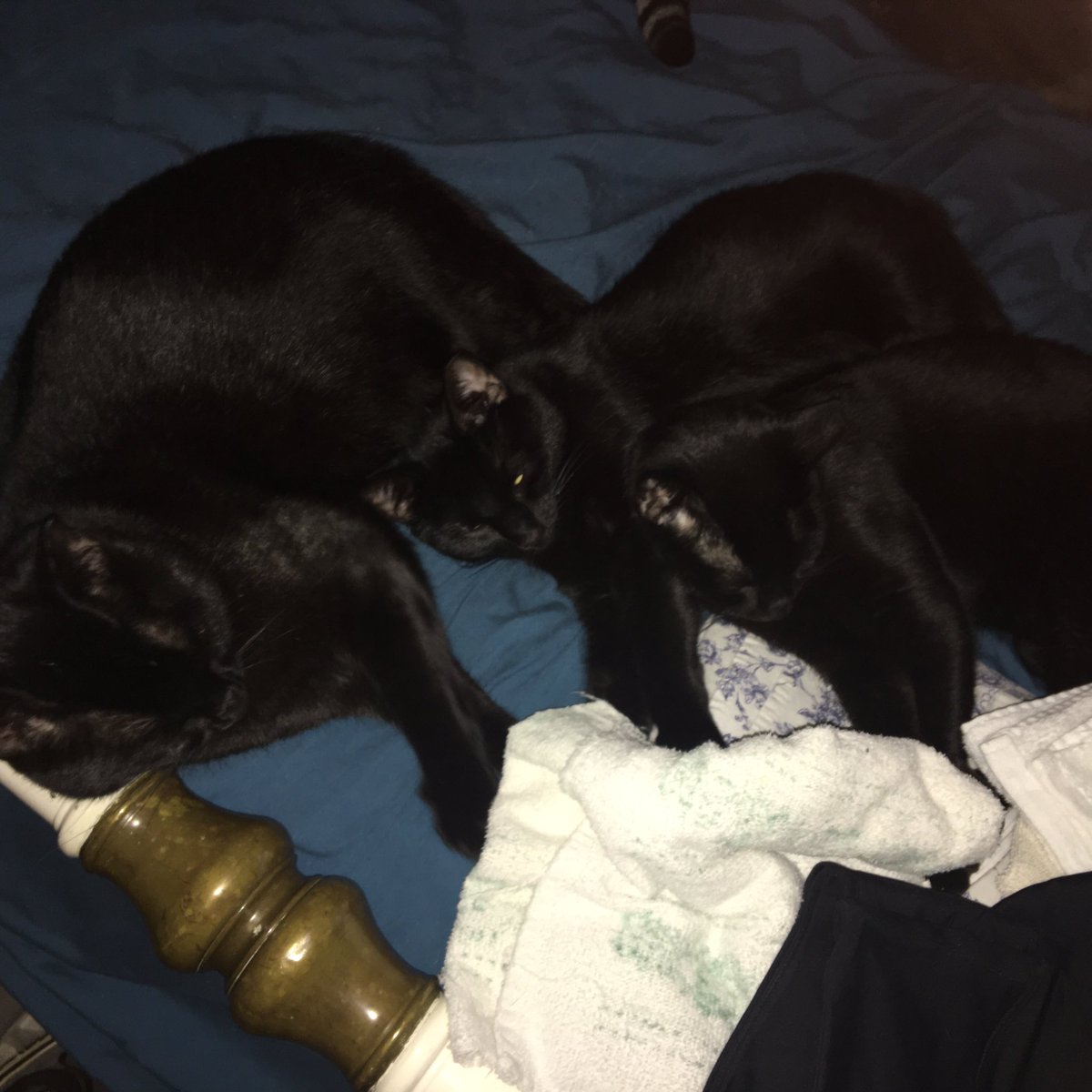 bach3g's tweet photo. @jonstewart NC Spooky and sibs need furever home TOGETHER. Spooky has bionic leg NCSU ortho saved it. Baa Baa &amp; Lottie Faye are part of the deal. All gooey cuddle bugs awesome dispositions &amp; manners. * Bros on rx diet urinary. A loving active fam like yours is ideal. TY DM4NFO 😻 https://t.co/nK2OzVO4TK