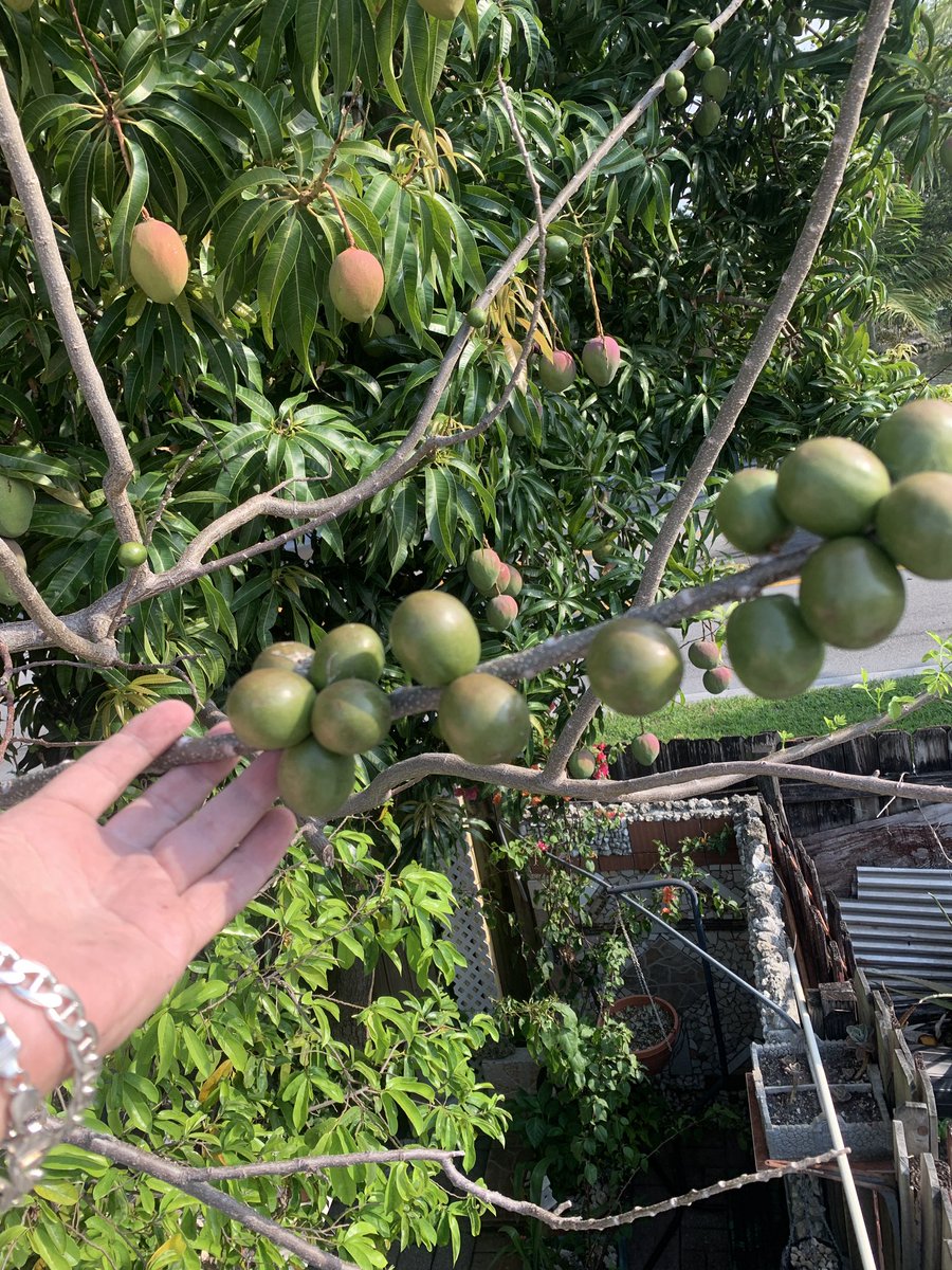 alexislobos64's tweet photo. #buenos días desde la #city más #cubana del #yuma , aquí #relax hay que joderse 🤷🏼‍♂️💪💪 https://t.co/Fut1JZH7eB